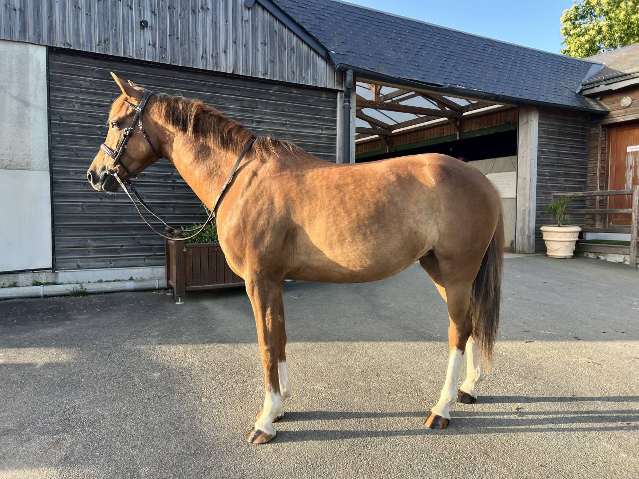 Merrie Franse rijpony PFS Te koop 2021 Vos ,  OPIUM DE TALMA