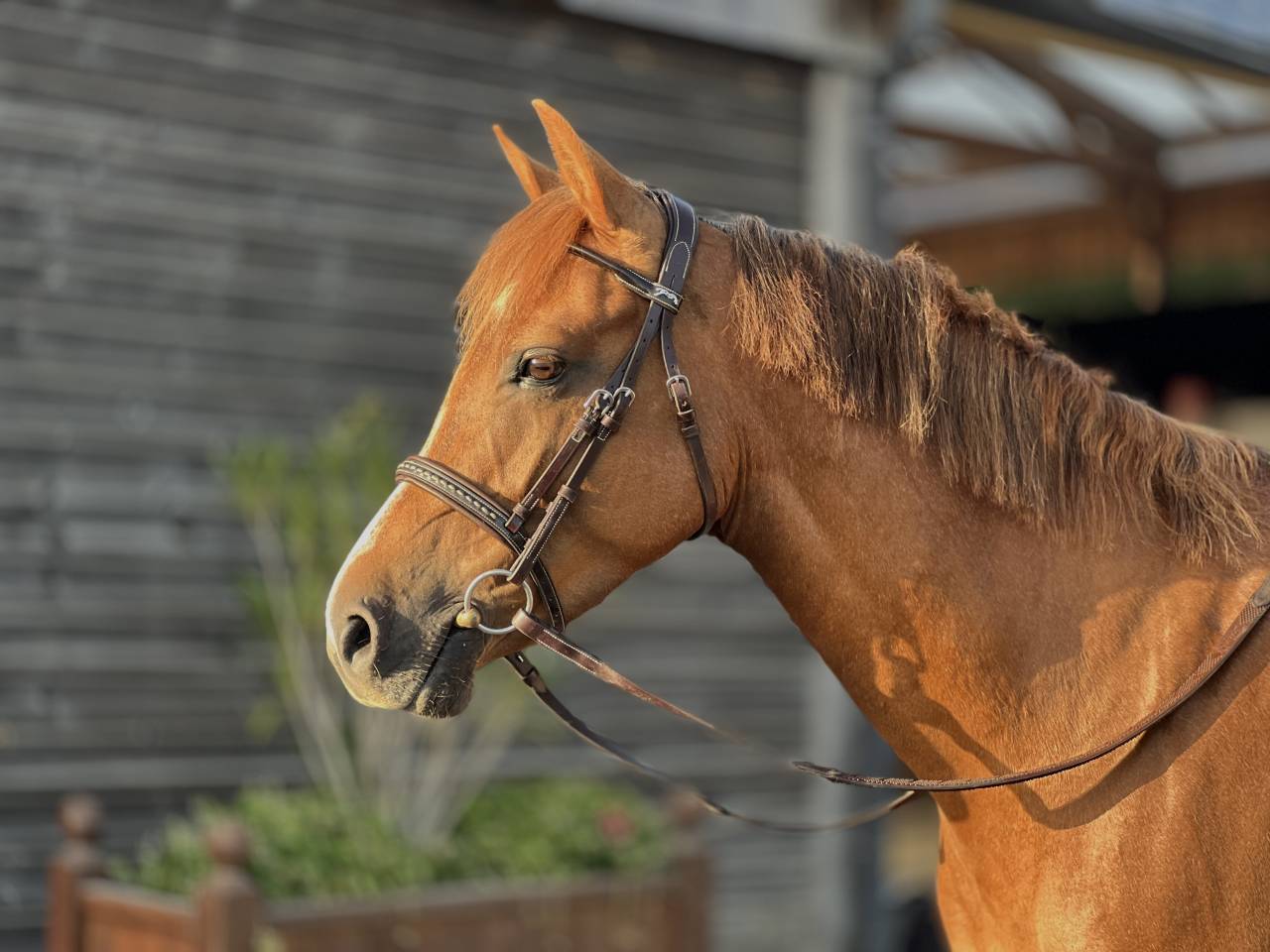 Merrie Franse rijpony PFS Te koop 2021 Vos ,  OPIUM DE TALMA
