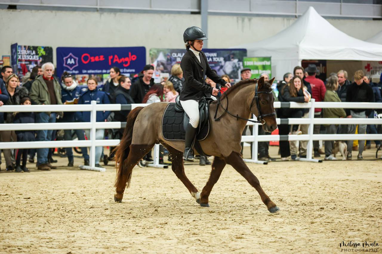 Dekhengst New Forest Te koop 2020 Koffie vos ,  OKE DENE PRESIDENT (GBR)