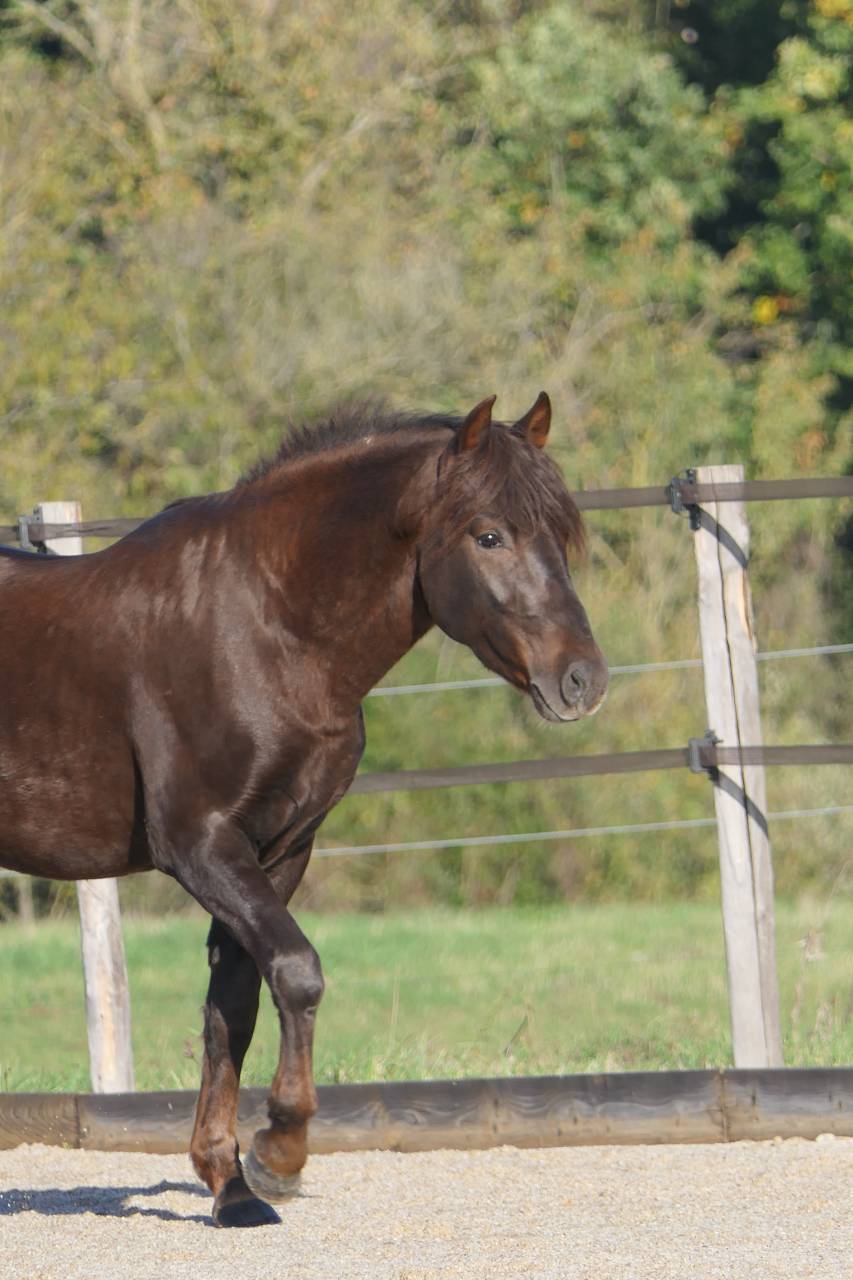 Dekhengst New Forest Te koop 2020 Koffie vos ,  OKE DENE PRESIDENT (GBR)