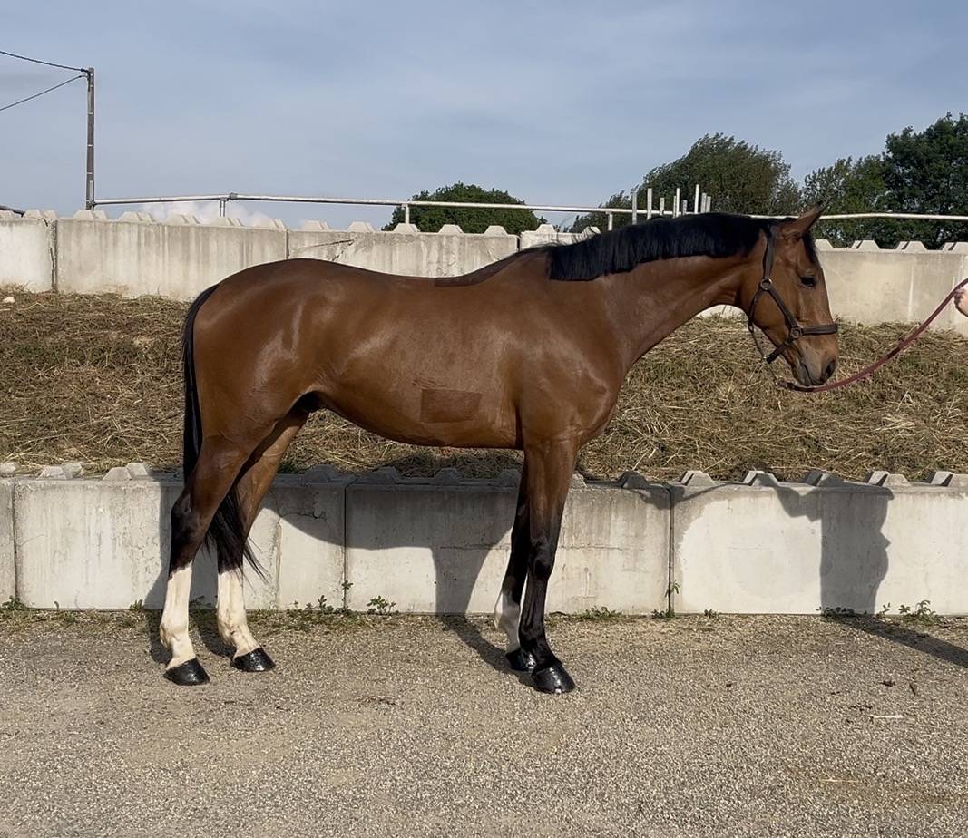 Ruin Selle Fran&ccedil;ais Te koop 2021 Donker bruin / bai