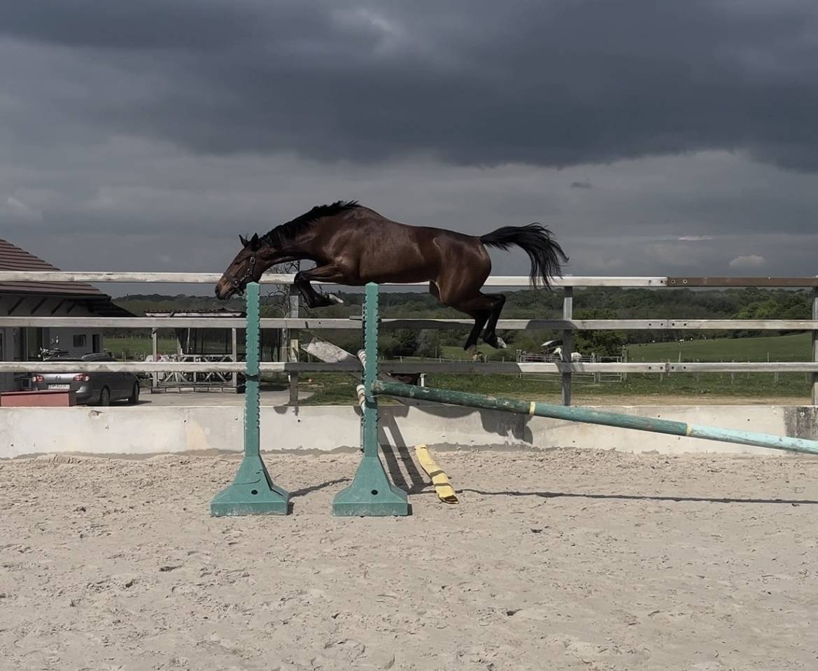 Merrie Selle Fran&ccedil;ais Te koop 2023 Donker bruin / bai
