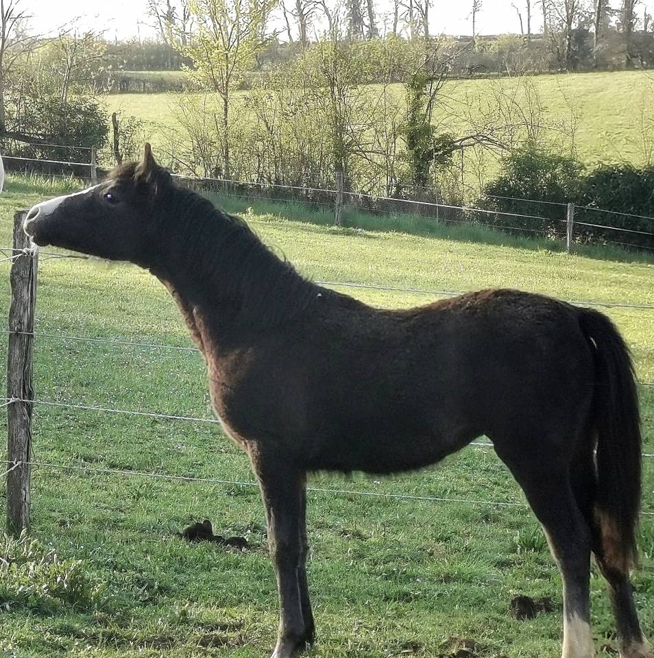 Veulen (vr) New Forest Te koop 2025 Schimmel ,  Othello De Rocamadour