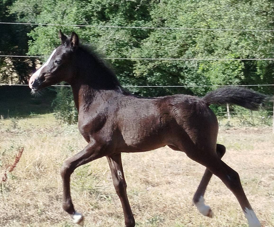 Veulen (vr) New Forest Te koop 2025 Schimmel ,  Othello De Rocamadour