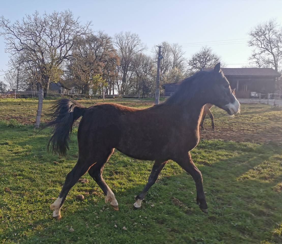 Veulen (vr) New Forest Te koop 2025 Schimmel ,  Othello De Rocamadour