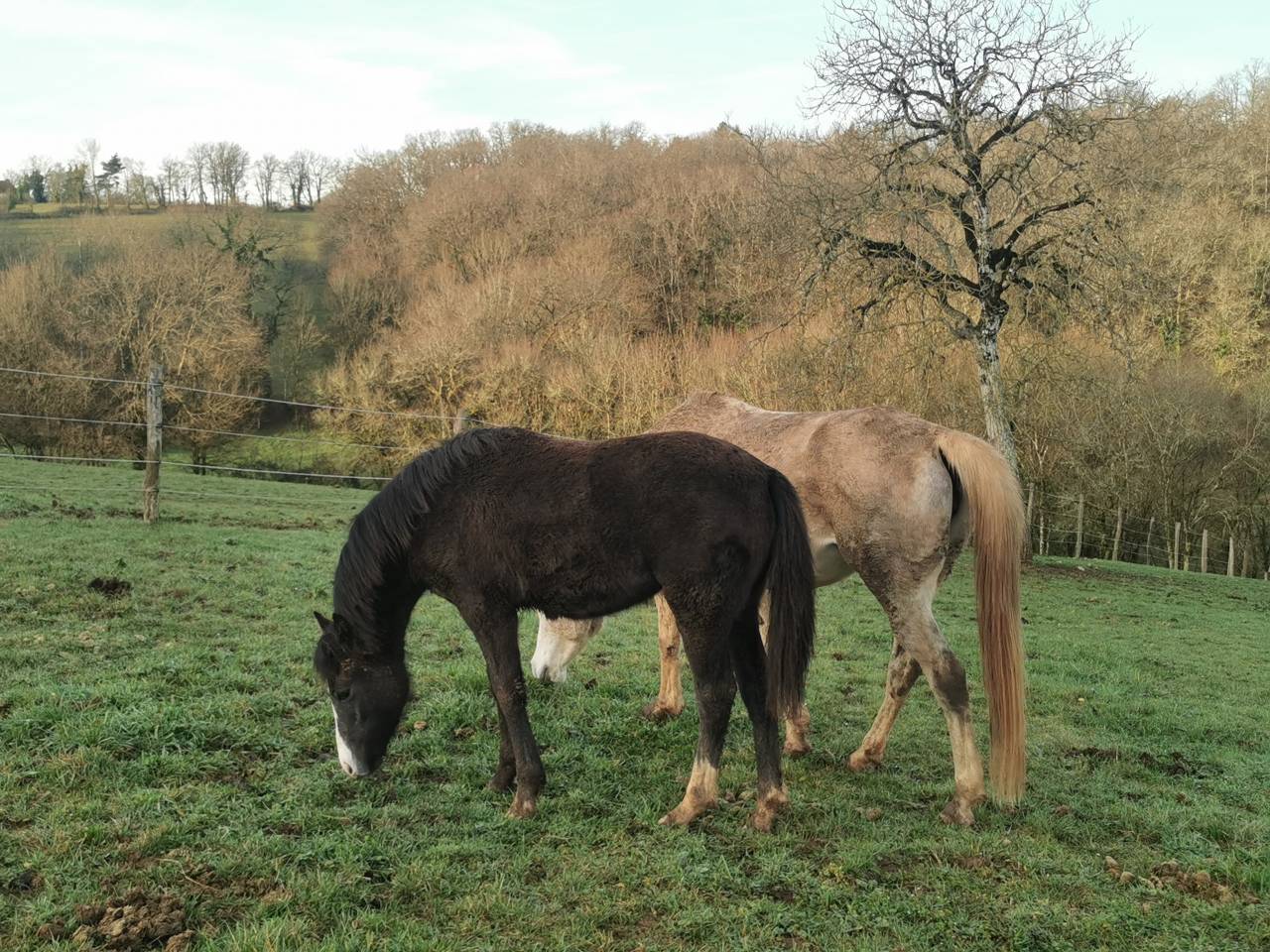 Veulen (vr) New Forest Te koop 2025 Schimmel ,  Othello De Rocamadour