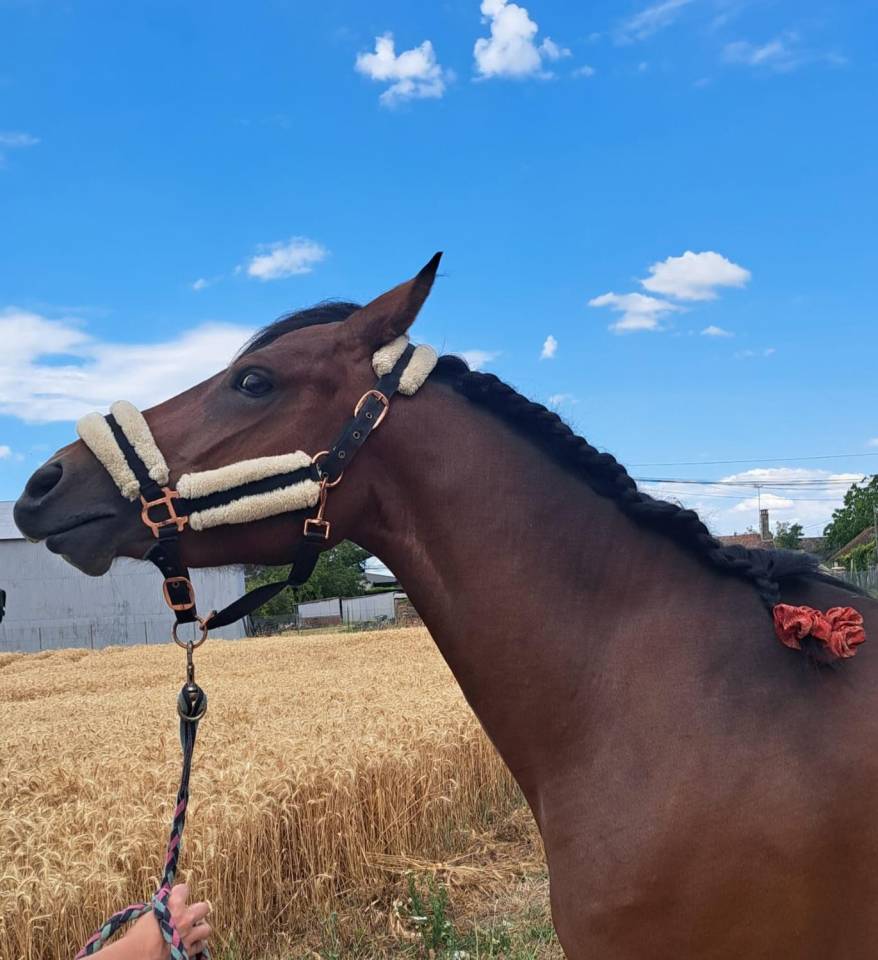 Merrie Franse rijpony PFS Te koop 2023 Donker bruin / bai