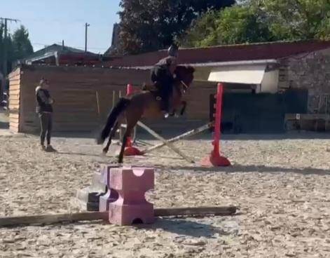 Merrie Franse rijpony PFS Te koop 2023 Donker bruin / bai