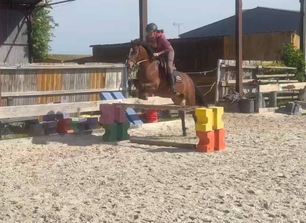 Merrie Franse rijpony PFS Te koop 2023 Donker bruin / bai