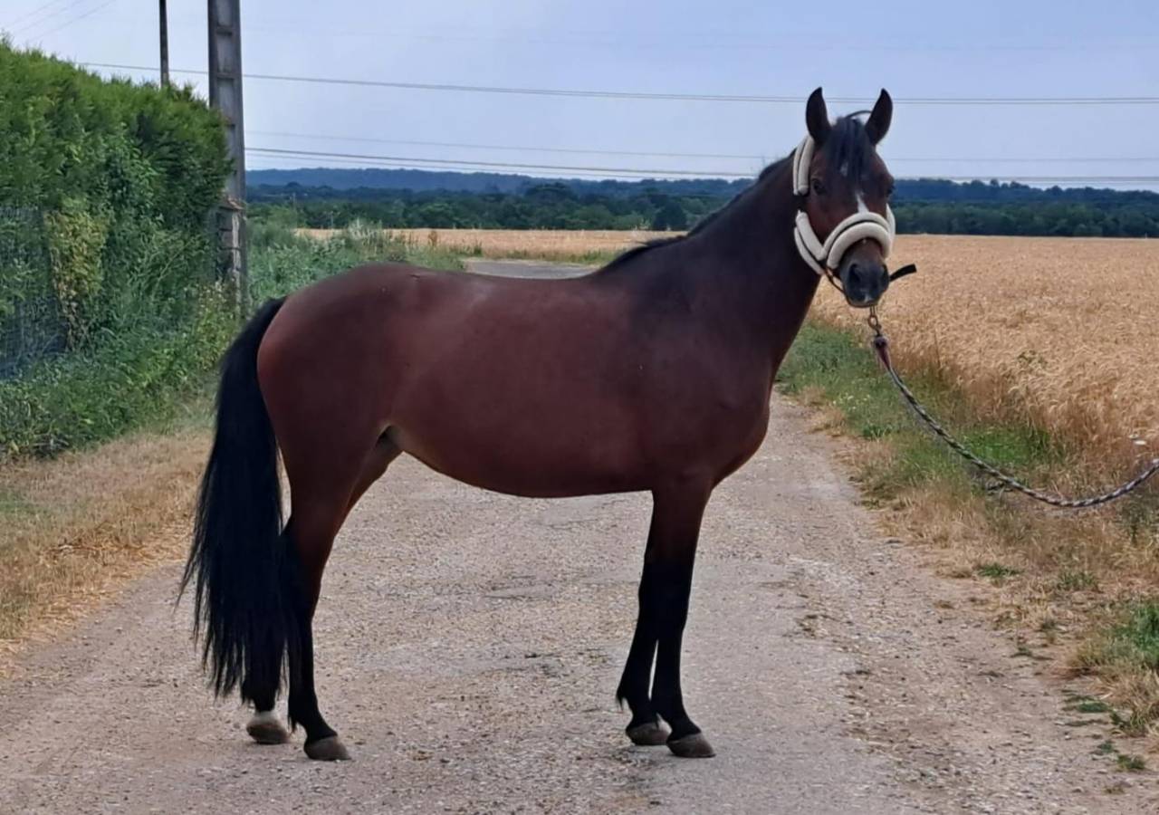 Merrie Franse rijpony PFS Te koop 2023 Donker bruin / bai