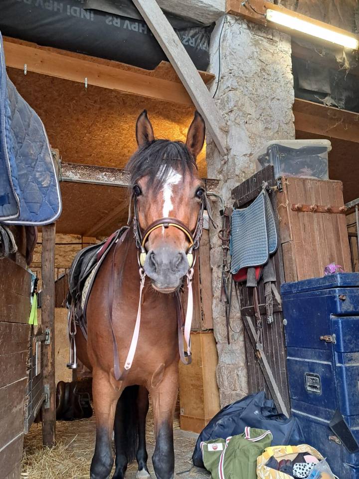 Merrie Franse rijpony PFS Te koop 2023 Donker bruin / bai