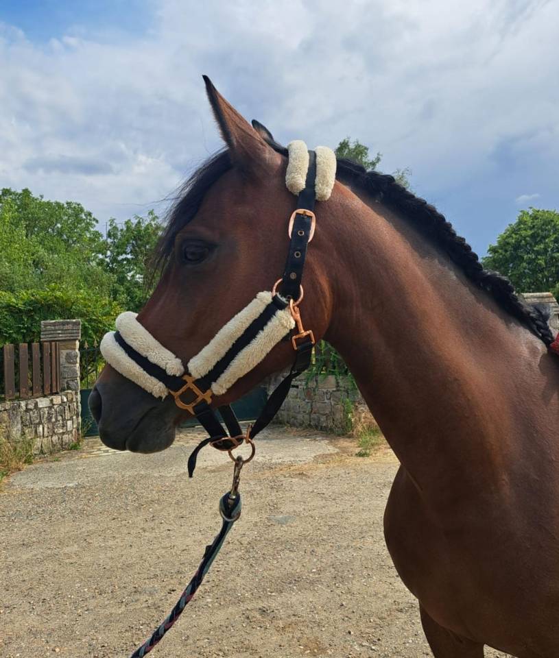 Merrie Franse rijpony PFS Te koop 2023 Donker bruin / bai