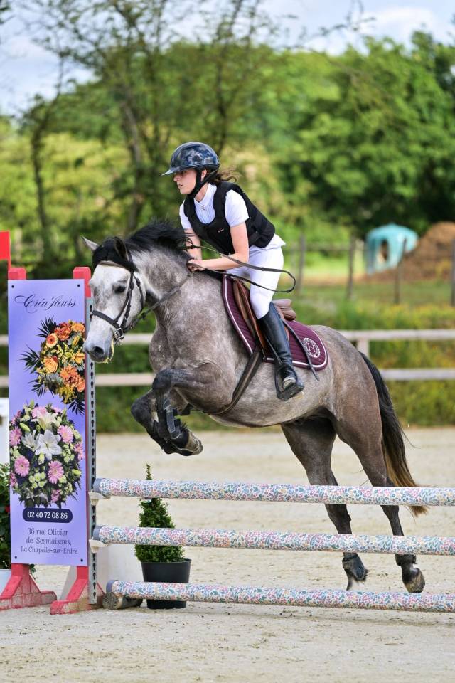 Ruin Franse rijpony PFS Te koop 2021 Schimmel