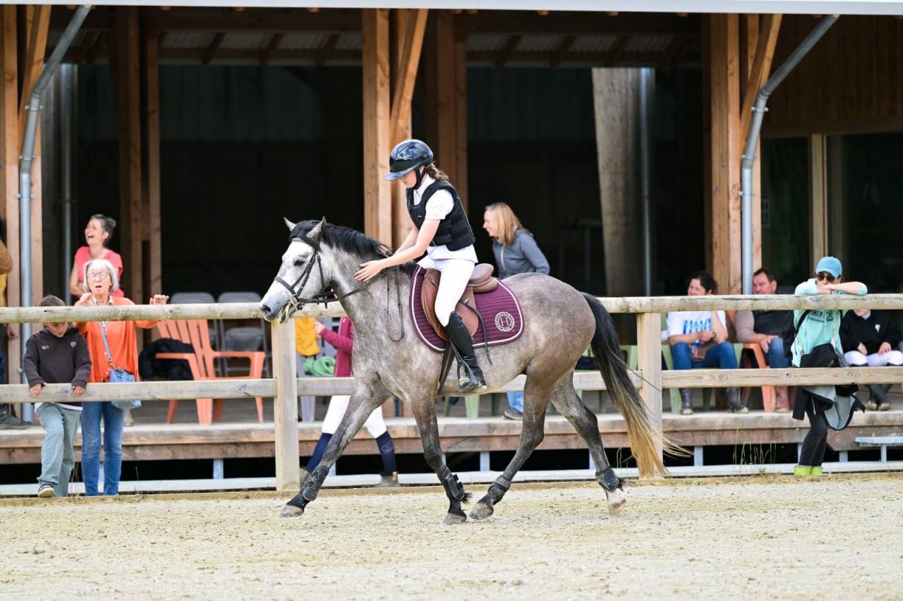 Ruin Franse rijpony PFS Te koop 2021 Schimmel