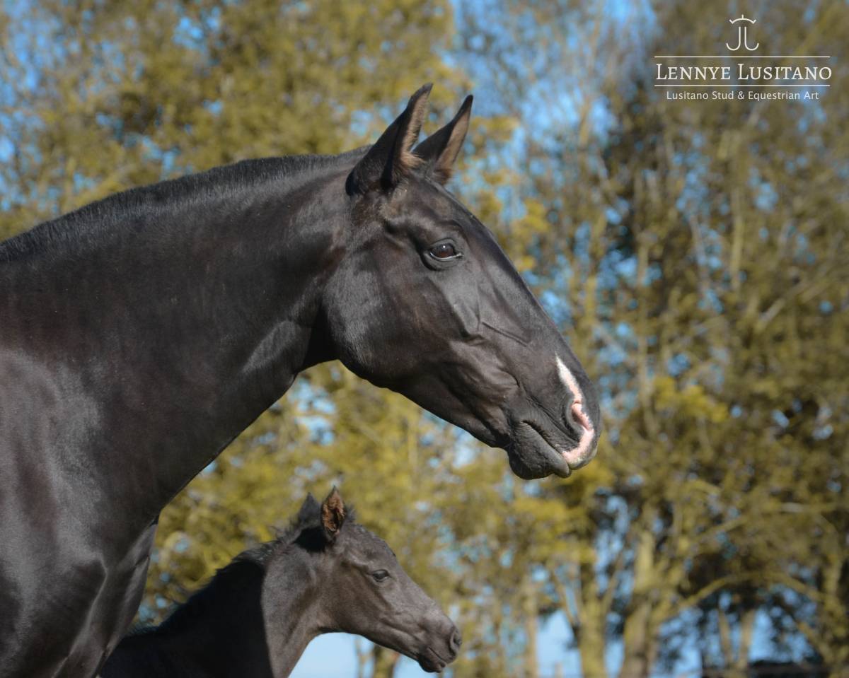 Draagmerrie Lusitano Te koop 2017 Zwart ,  URUBU II