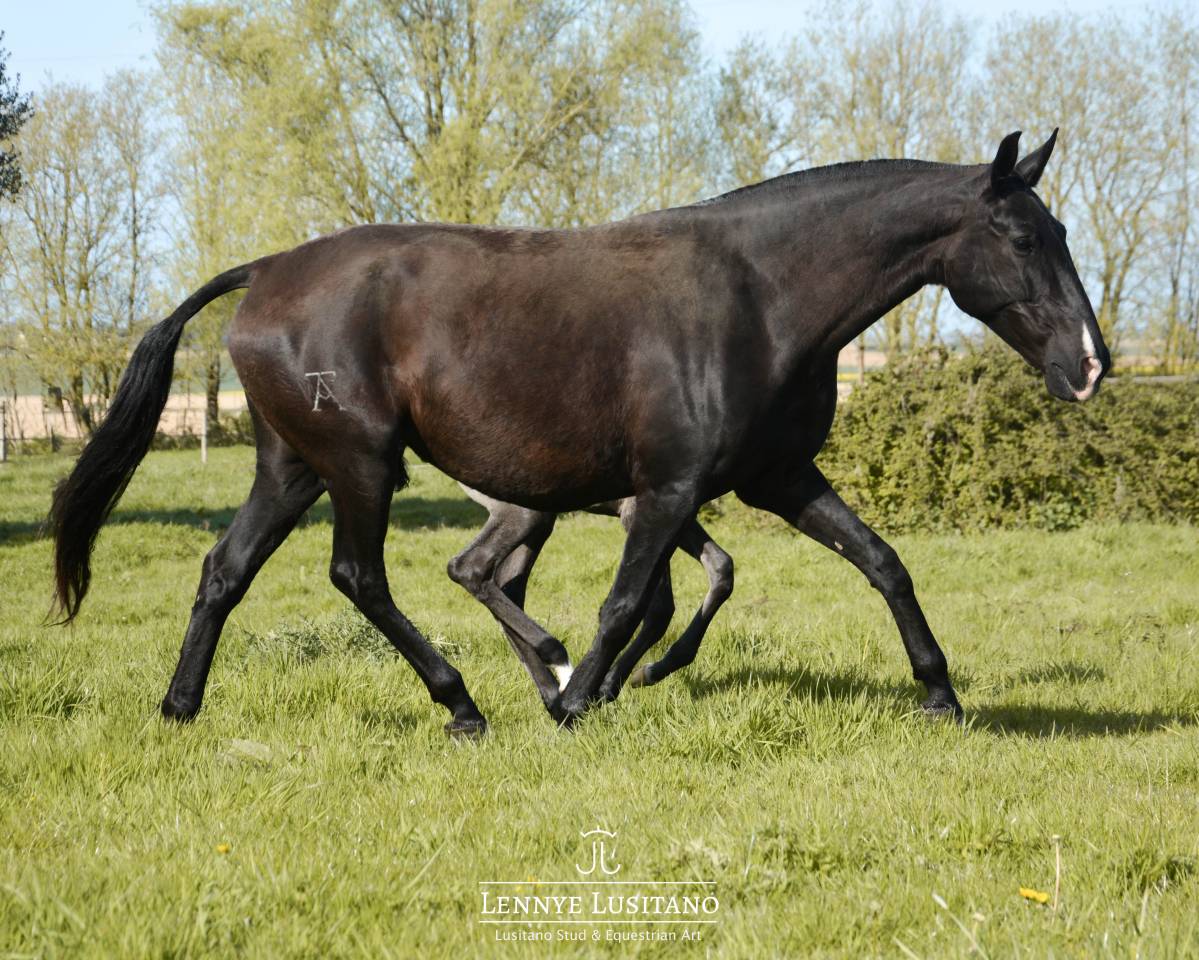 Draagmerrie Lusitano Te koop 2017 Zwart ,  URUBU II