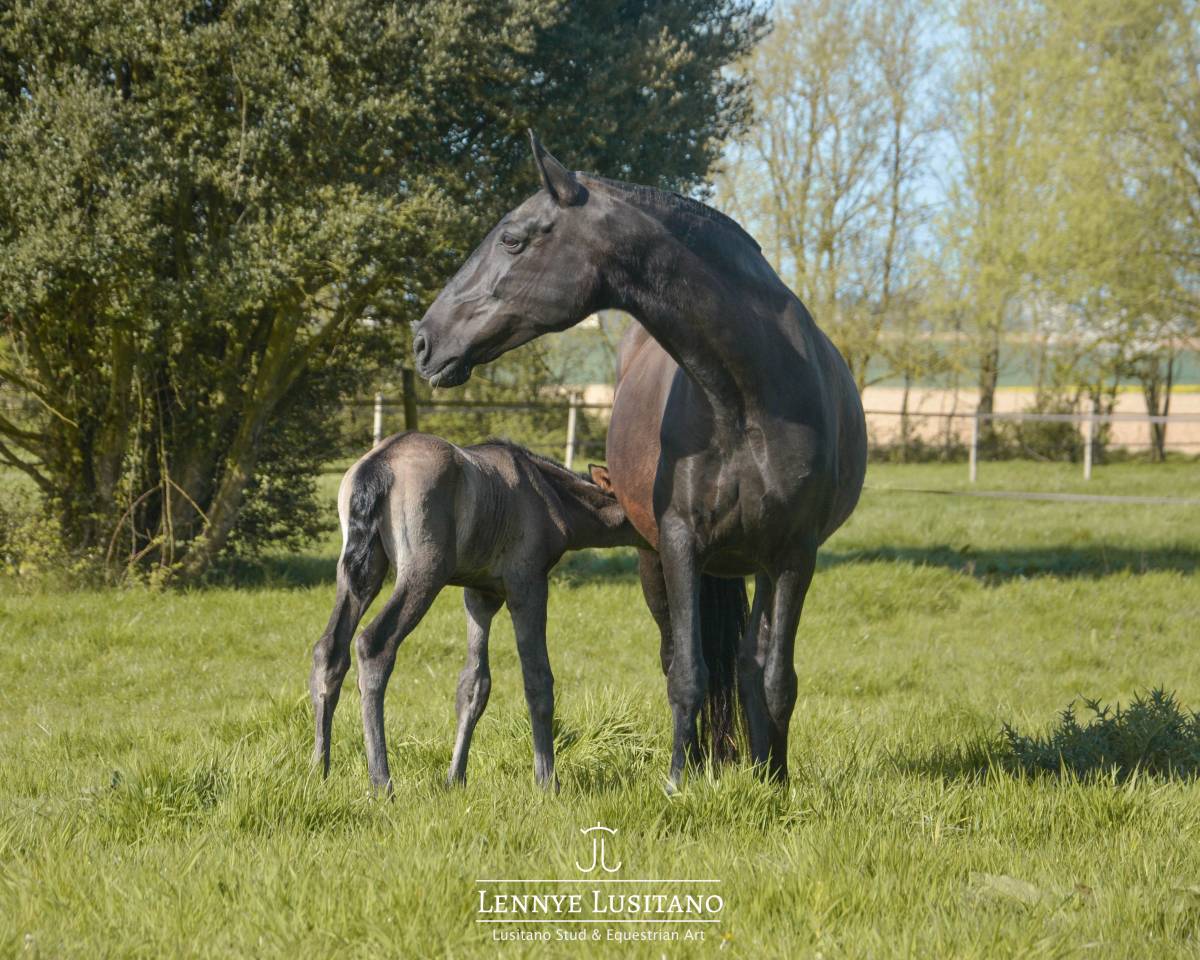 Draagmerrie Lusitano Te koop 2017 Zwart ,  URUBU II