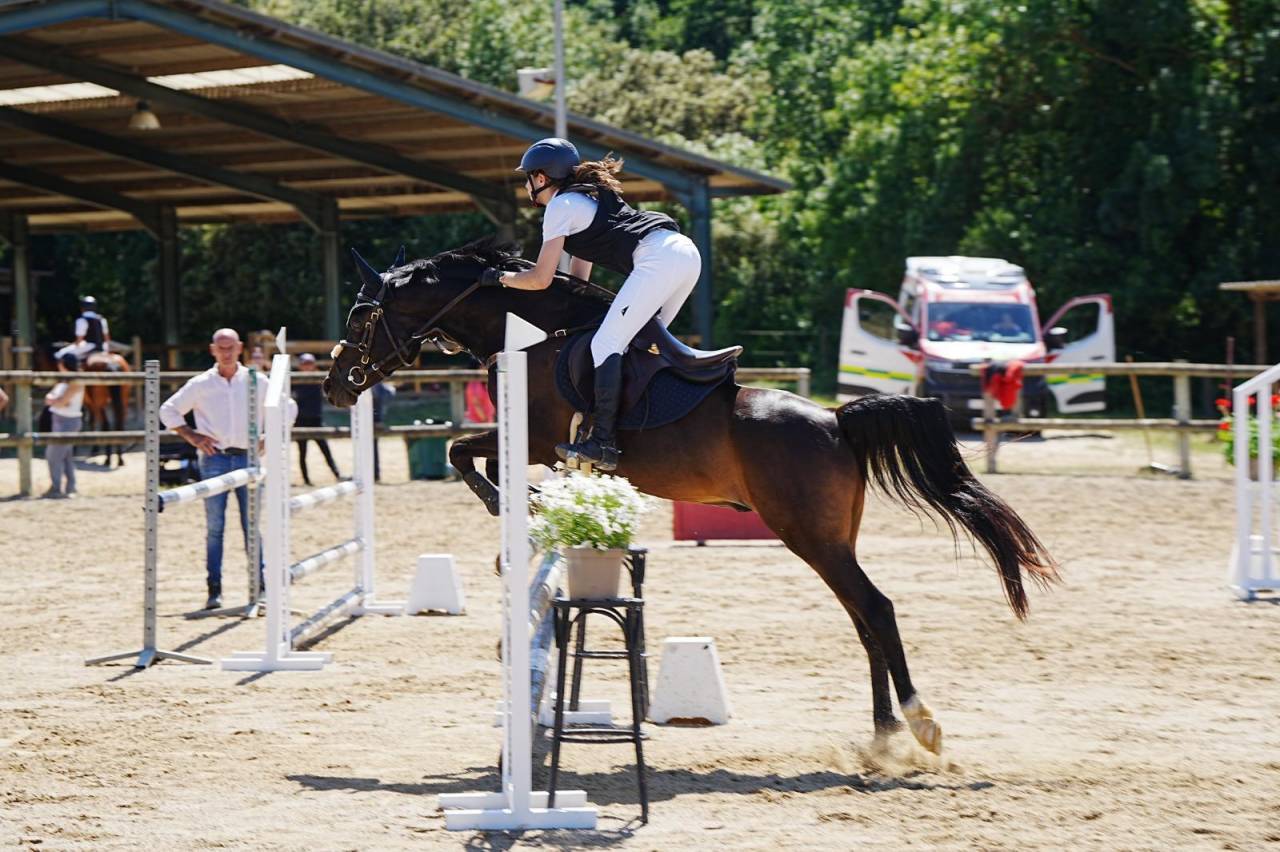 Ruin Andere pony rassen Te koop 2012 Zwart