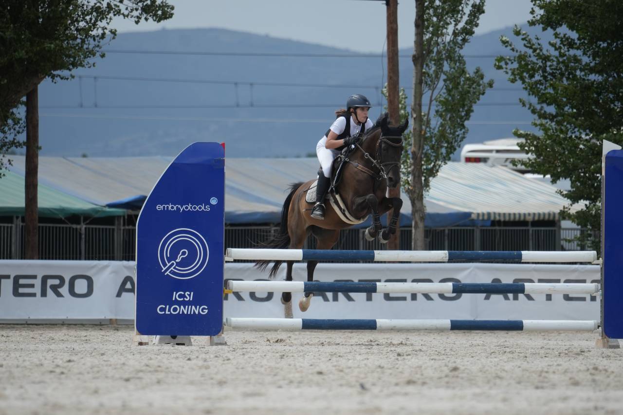 Ruin Andere pony rassen Te koop 2012 Zwart