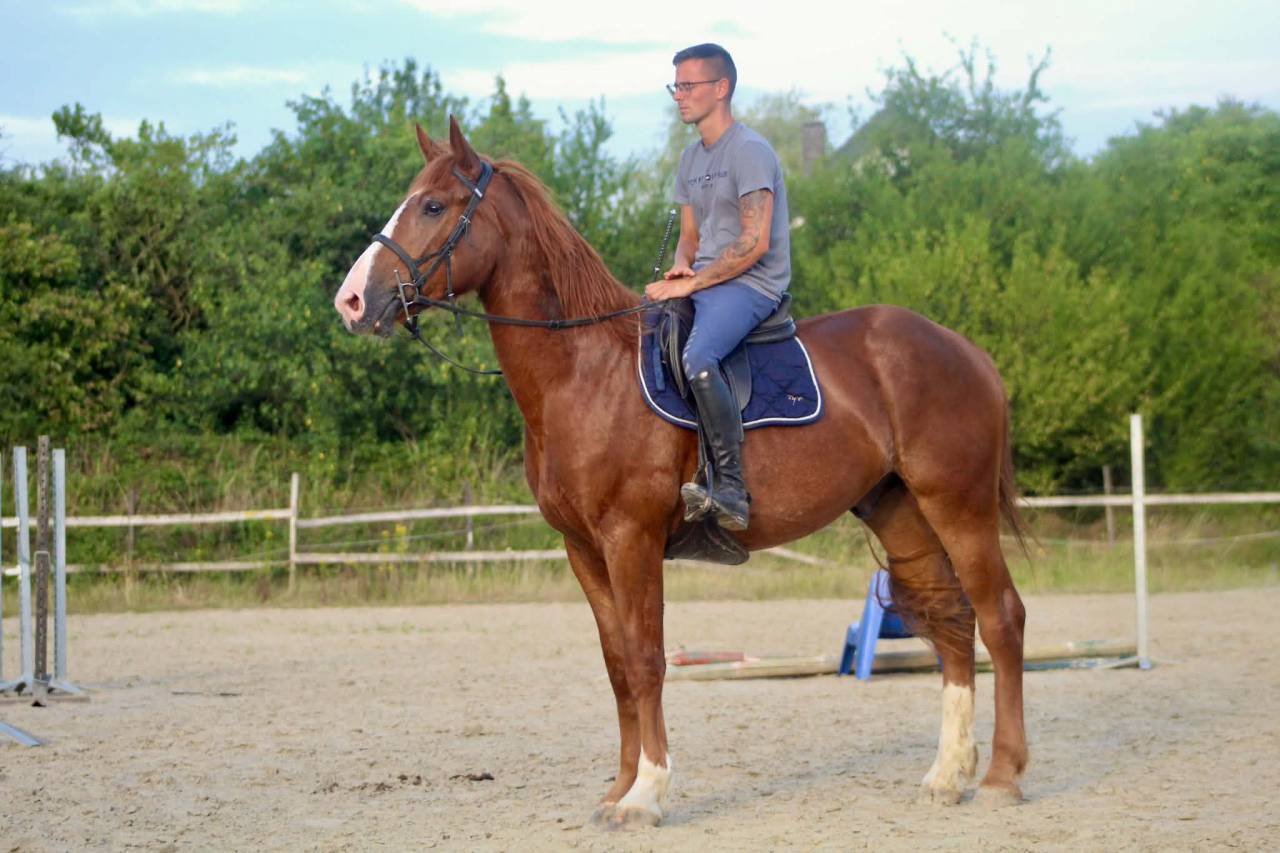 Ruin Onbekend paarden ras Te koop 2023 Vos