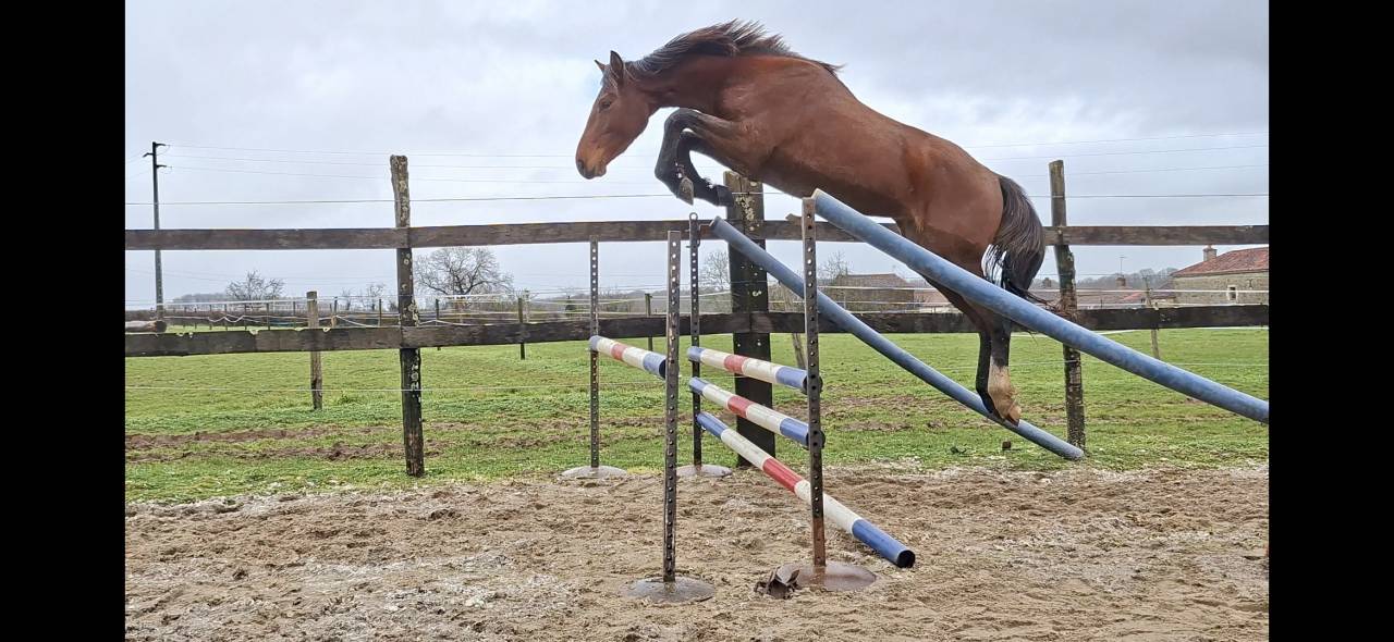 Ruin Selle Fran&ccedil;ais Te koop 2023 Donker bruin / bai ,  Atome des Etisses