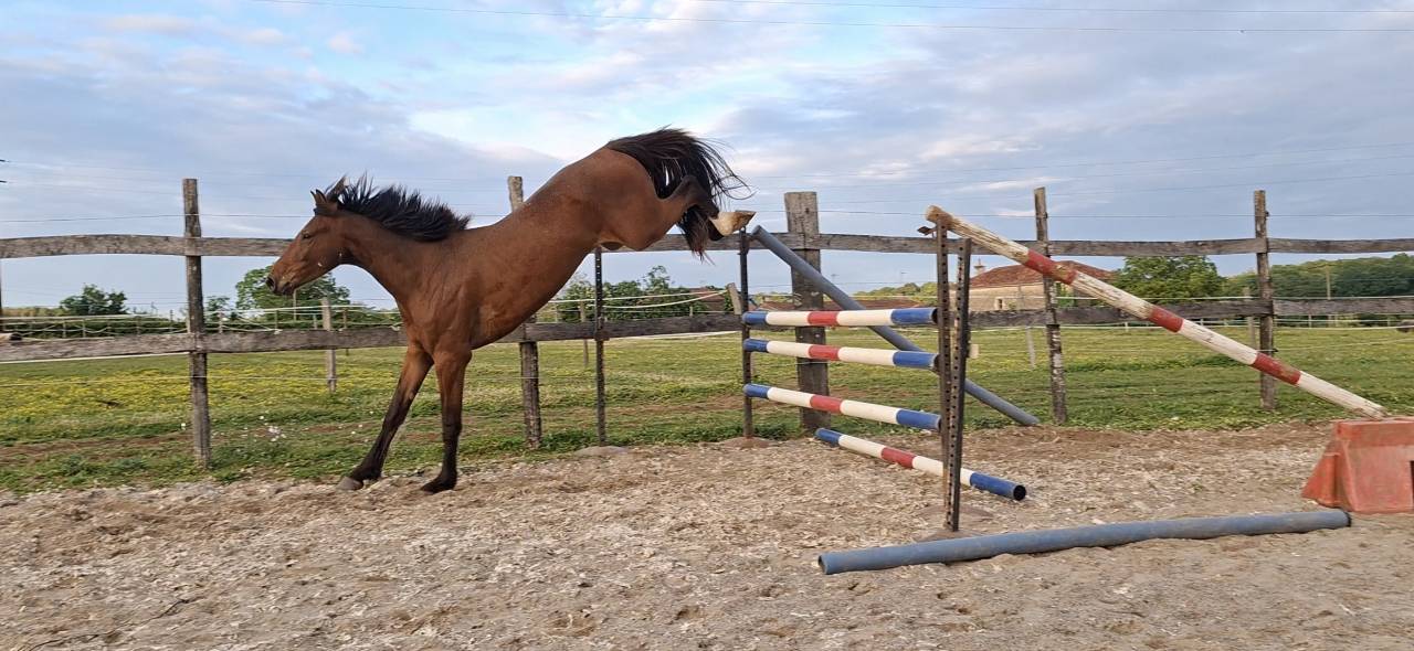 Ruin Selle Fran&ccedil;ais Te koop 2023 Donker bruin / bai ,  Atome des Etisses