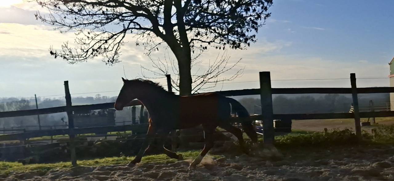 Ruin Selle Fran&ccedil;ais Te koop 2023 Donker bruin / bai ,  Atome des Etisses