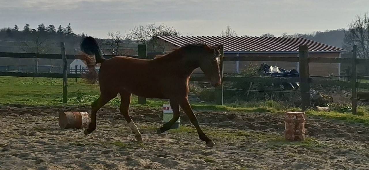 Ruin Selle Fran&ccedil;ais Te koop 2023 Donker bruin / bai ,  Atome des Etisses
