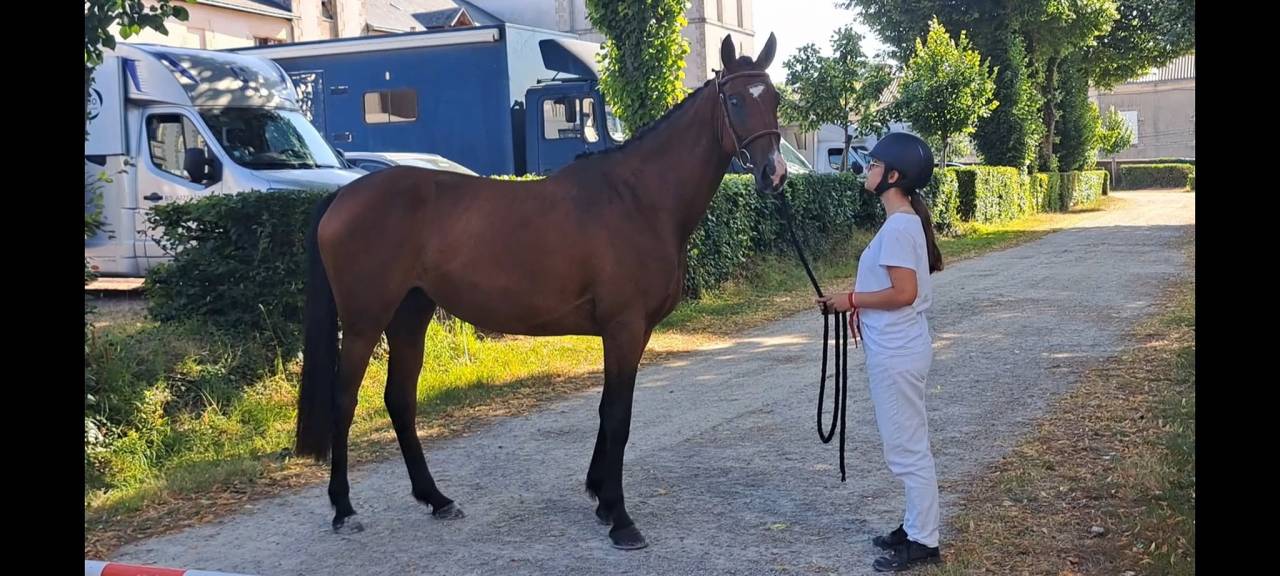 Merrie Selle Fran&ccedil;ais Te koop 2022 Donker bruin / bai ,  Colore