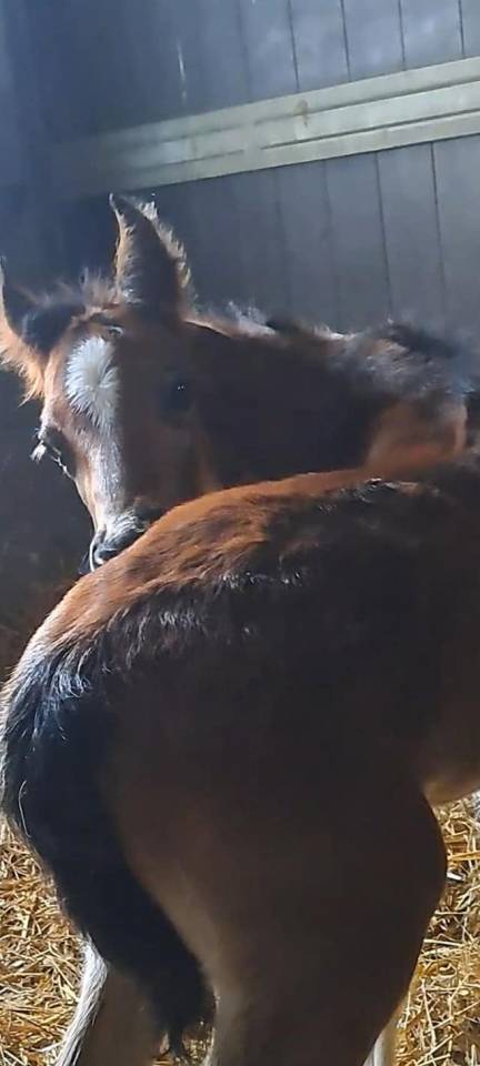 Ruin Franse rijpony PFS Te koop 2025 Donker bruin / bai ,  Pidji du tilia
