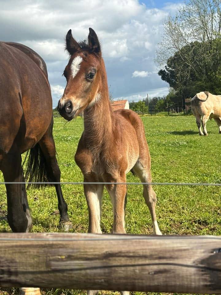 Ruin Franse rijpony PFS Te koop 2025 Donker bruin / bai ,  Pidji du tilia