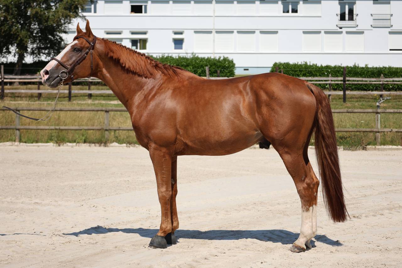Hengst Selle Fran&ccedil;ais Te koop 2017 Vos ,  Intouchable 27