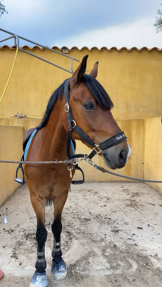 Ruin Franse rijpony PFS Te koop 2016 Donker bruin / bai ,  DEIN PRINZ SL