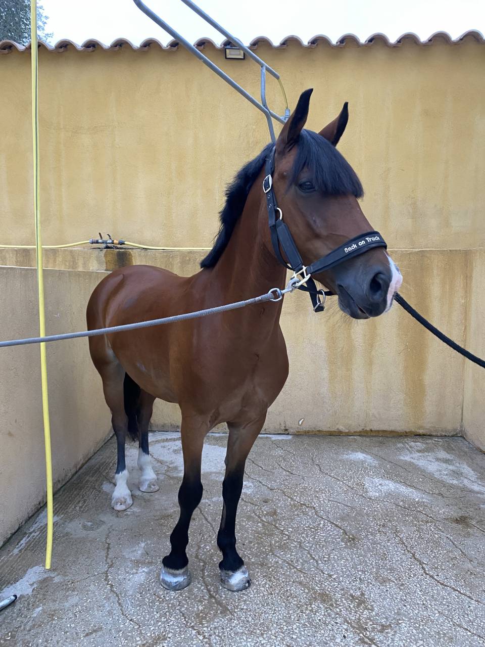 Ruin Franse rijpony PFS Te koop 2016 Donker bruin / bai ,  DEIN PRINZ SL