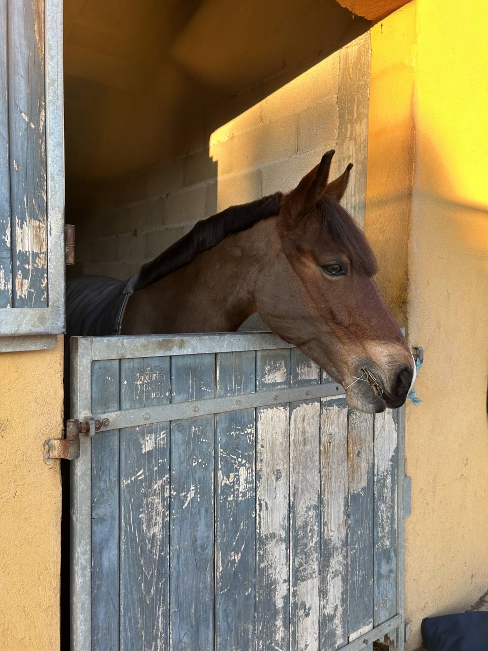 Ruin Franse rijpony PFS Te koop 2016 Donker bruin / bai ,  DEIN PRINZ SL