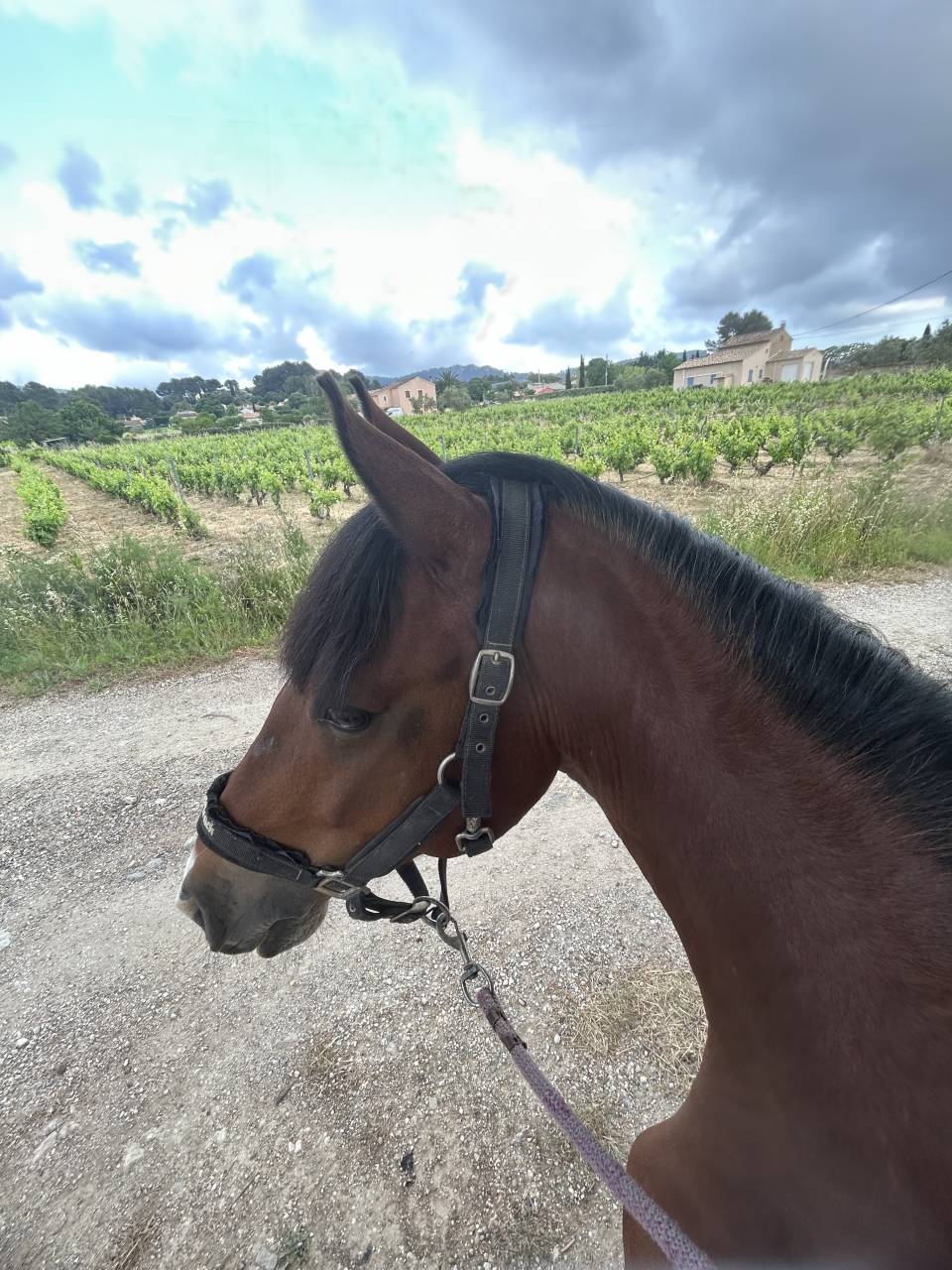 Ruin Franse rijpony PFS Te koop 2016 Donker bruin / bai ,  DEIN PRINZ SL
