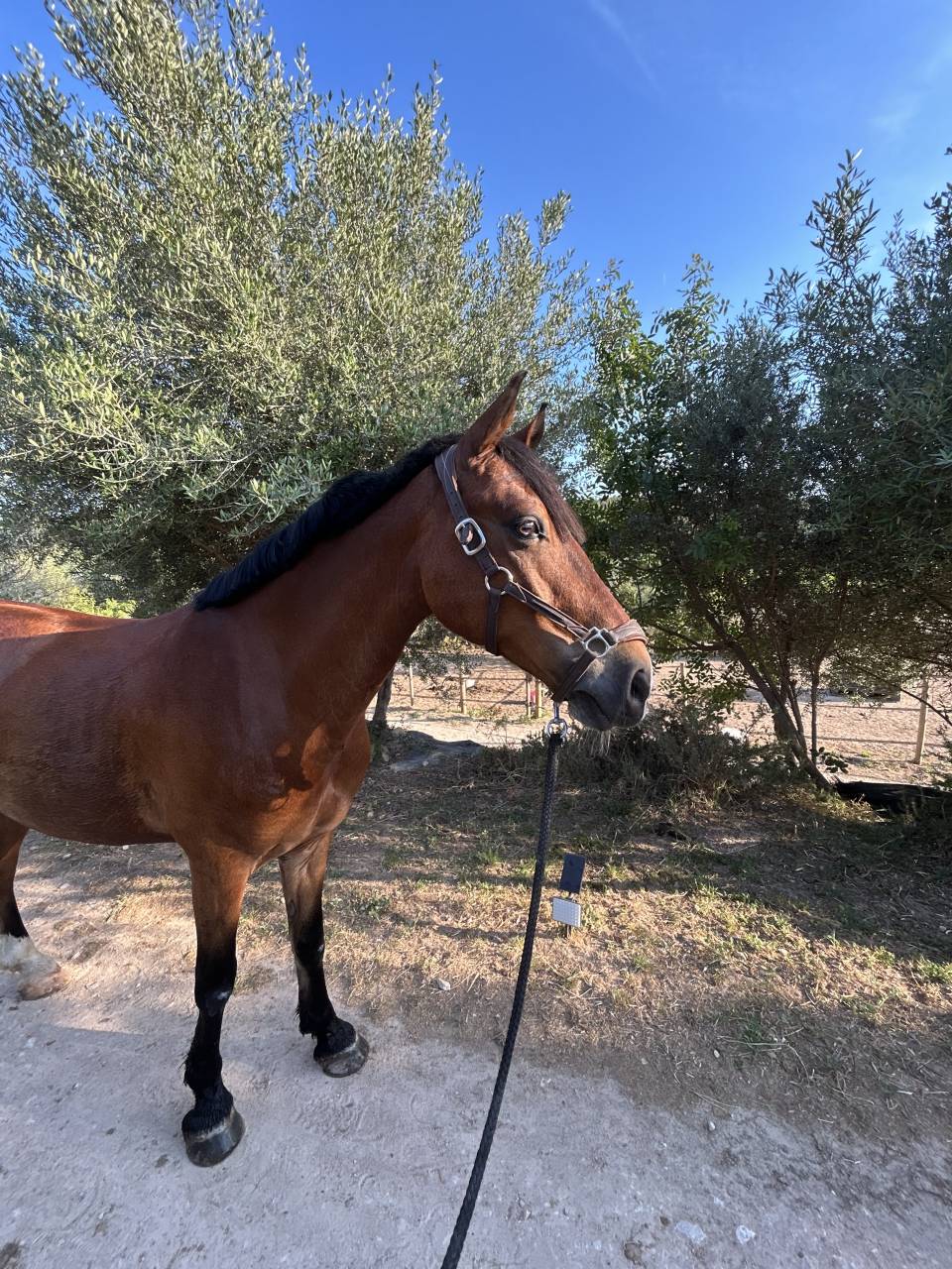 Ruin Franse rijpony PFS Te koop 2016 Donker bruin / bai ,  DEIN PRINZ SL