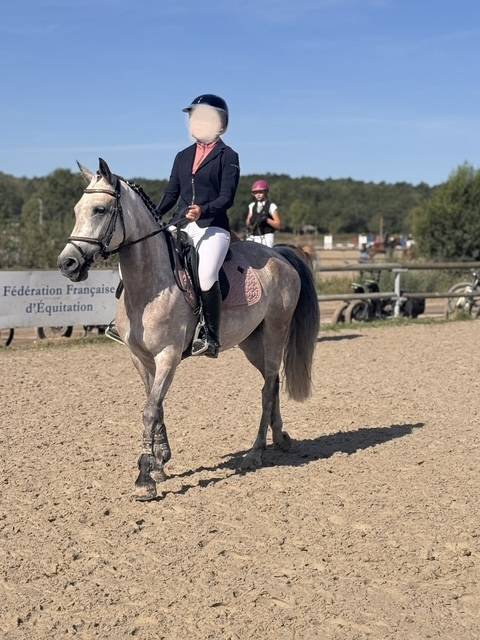 Merrie Franse rijpony PFS Te koop 2019 Donker bruin / bai ,  Carlson