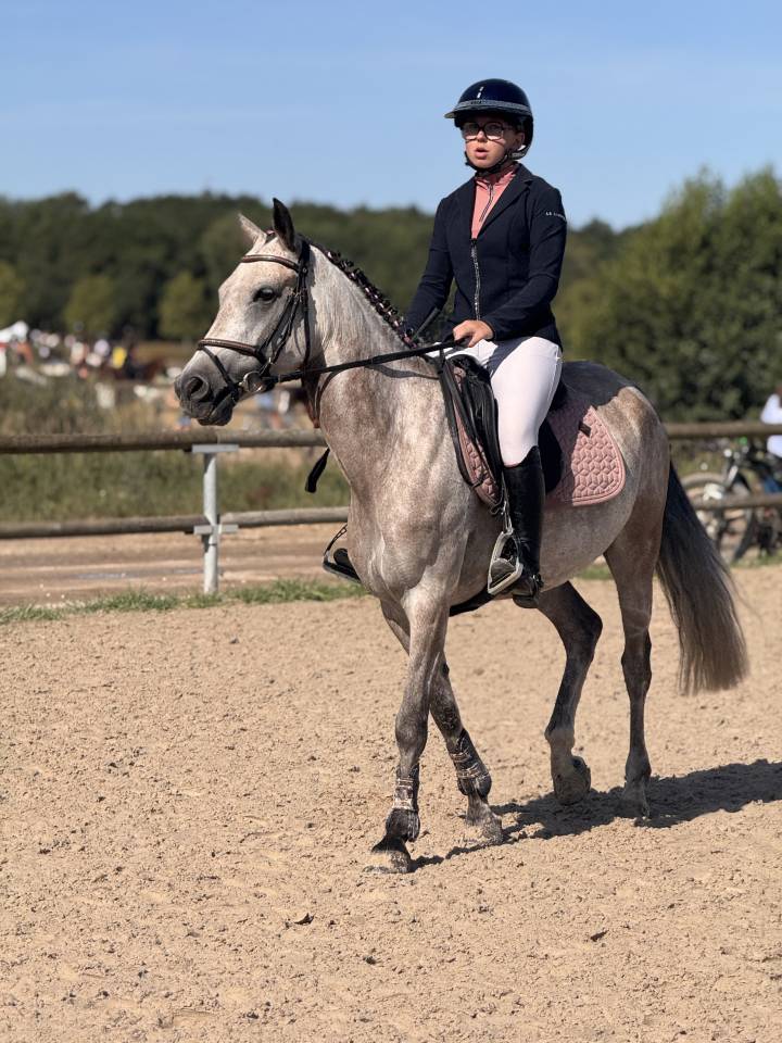 Merrie Franse rijpony PFS Te koop 2019 Donker bruin / bai ,  Carlson