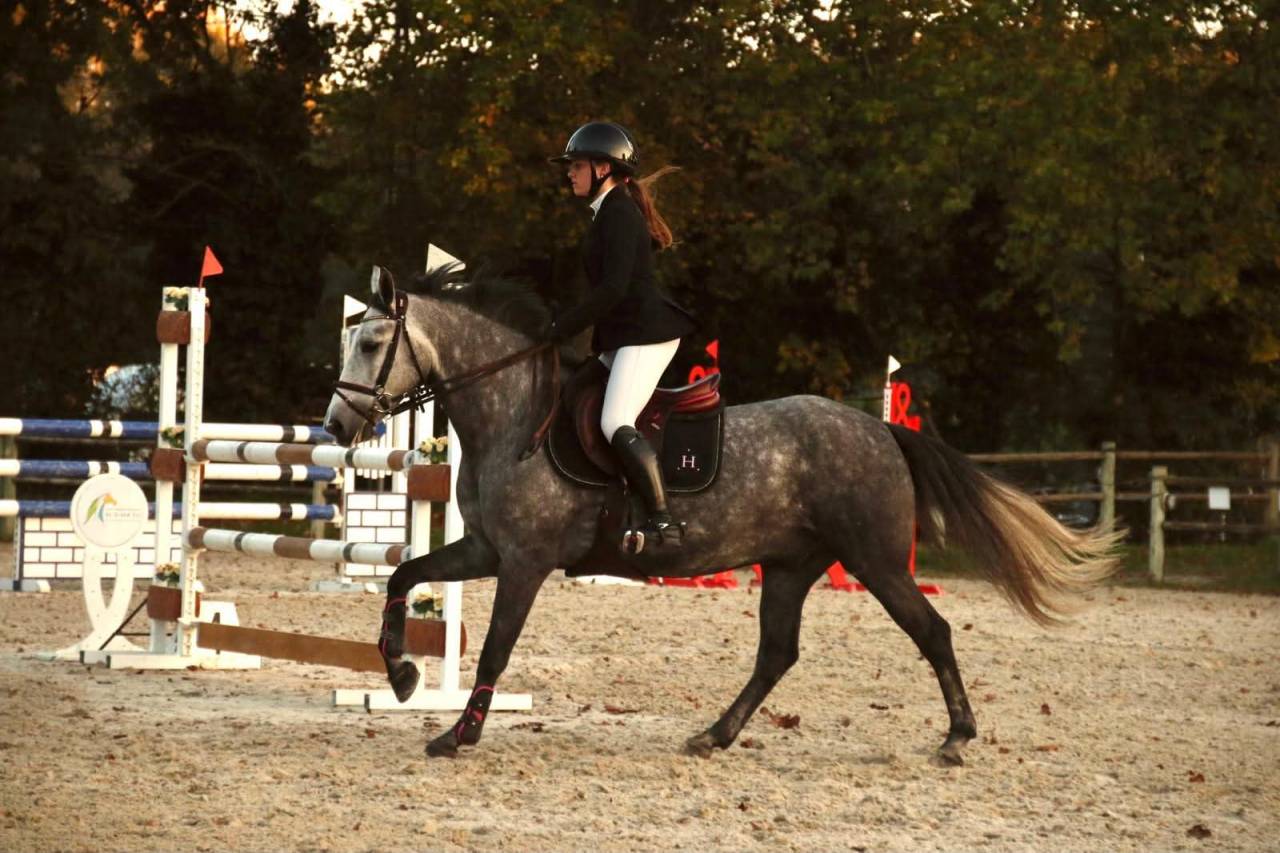 Ruin Connemara Te koop 2019 Schimmel ,  Arda's Murphy