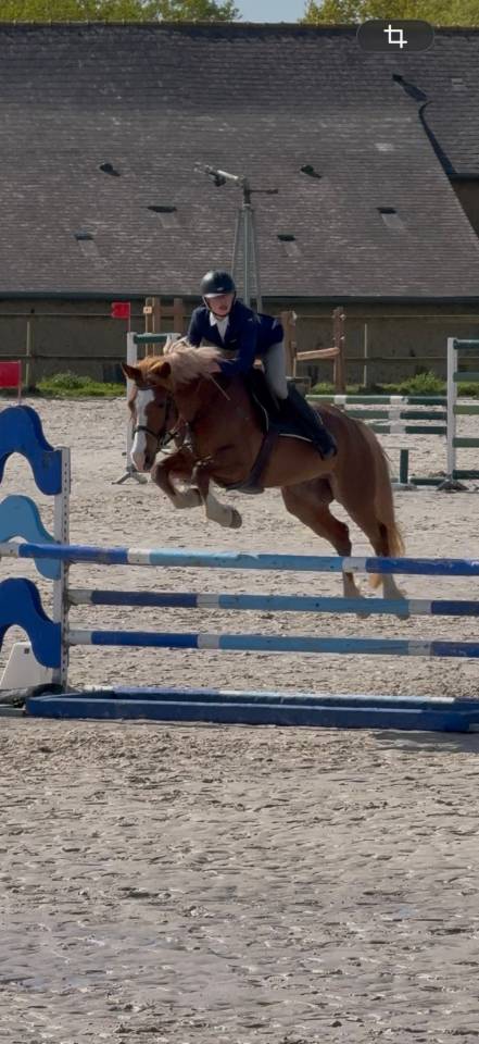 Ruin Franse rijpony PFS Te koop 2020 Vos
