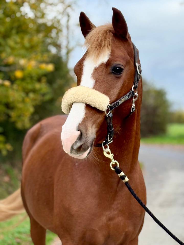Ruin Franse rijpony PFS Te koop 2020 Vos