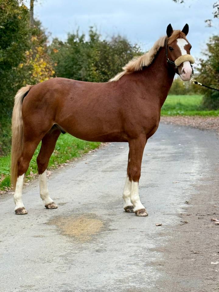 Ruin Franse rijpony PFS Te koop 2020 Vos