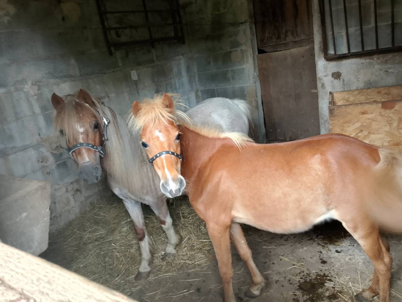 Draagmerrie Andere pony rassen Te koop 2024 Vos