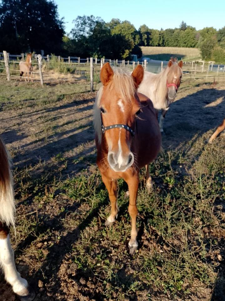 Draagmerrie Andere pony rassen Te koop 2024 Vos