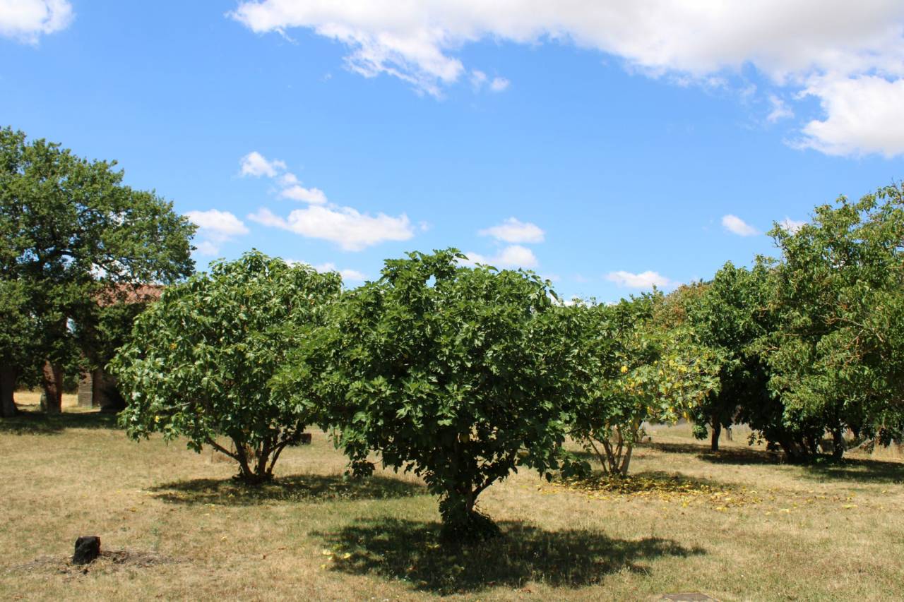 Hippisch vastgoed Koop Haute-Garonne