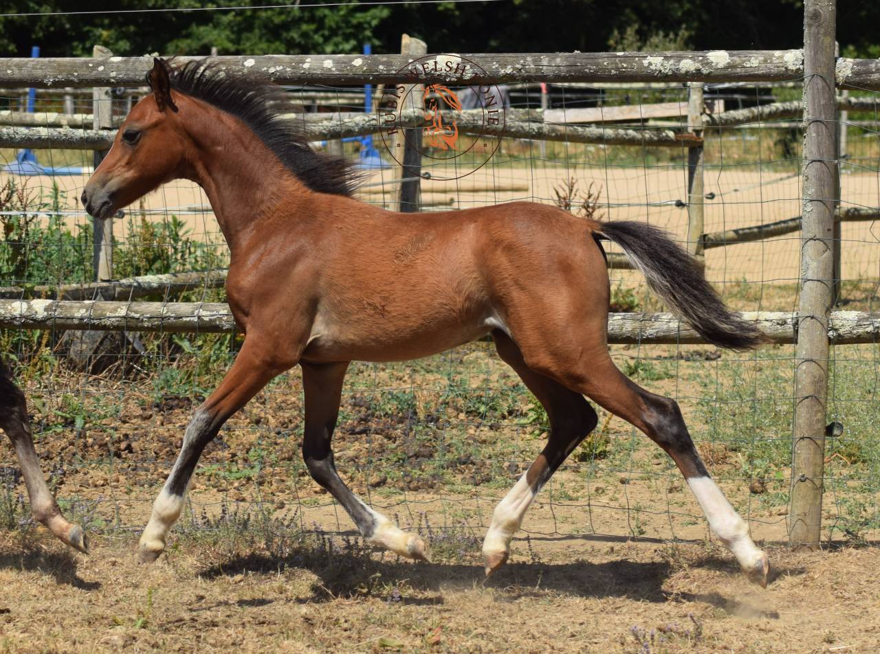 Merrie Welsh Pony (Section B) Te koop 2022 Vos