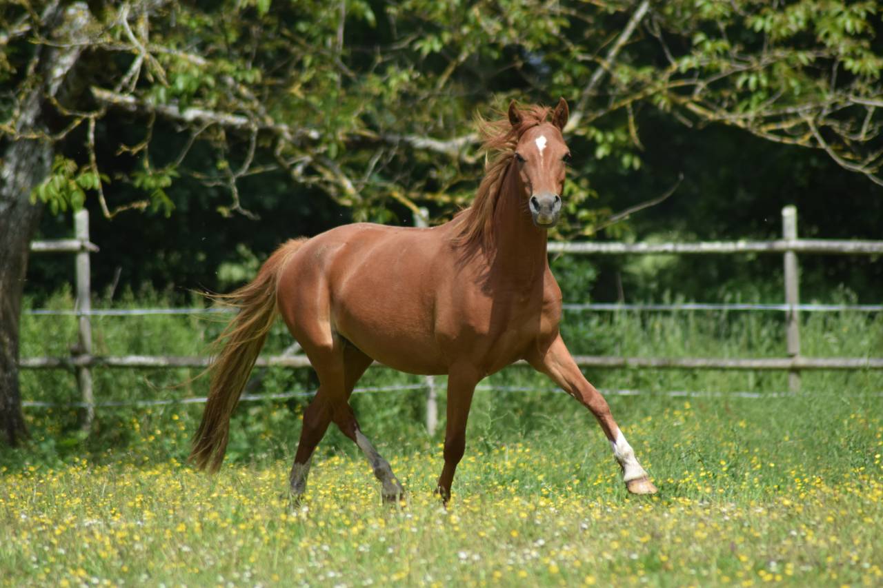 Merrie Welsh Pony (Section B) Te koop 2022 Vos