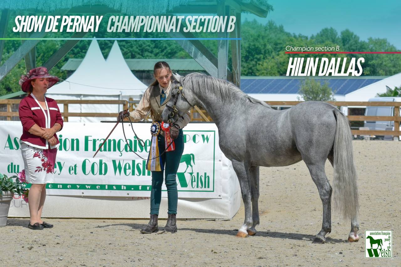 Merrie Welsh Pony (Section B) Te koop 2022 Vos