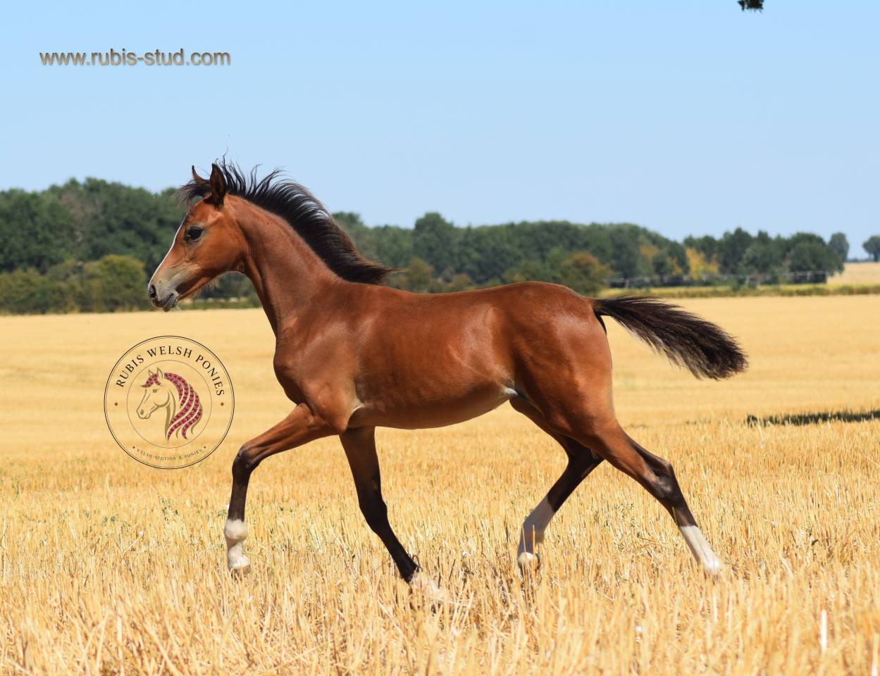 Veulen (vr) Welsh Pony (Section B) Te koop 2026 Donker bruin / bai